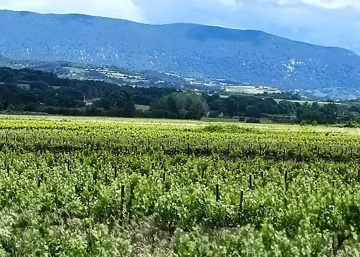 Entre Vignes Et Oliviers