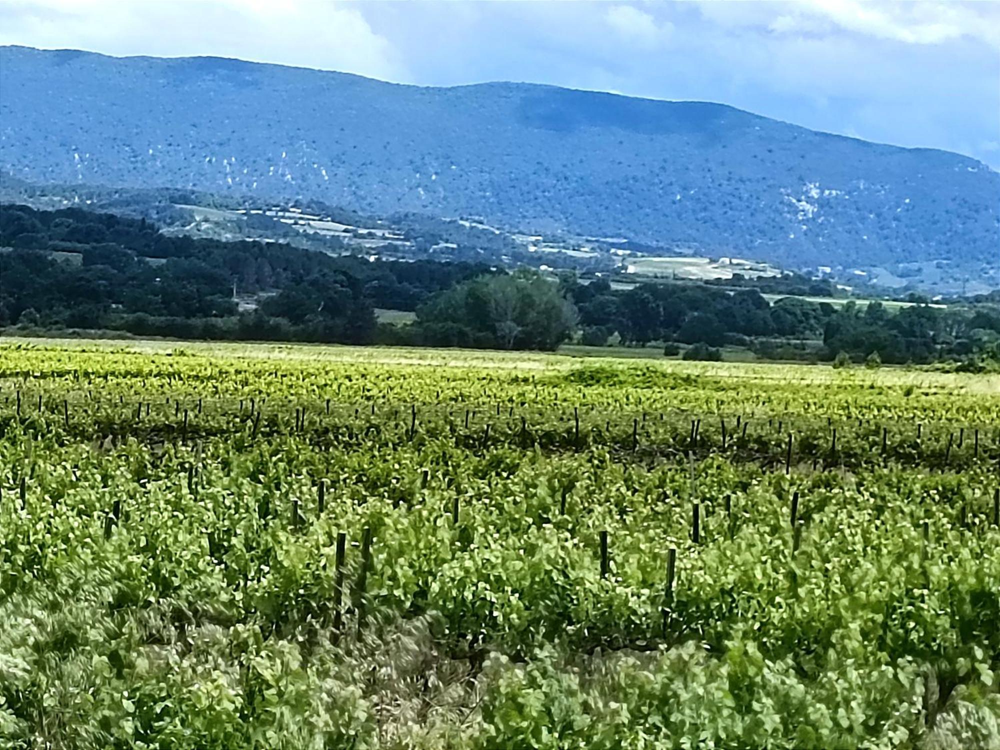 Entre Vignes Et Oliviers *